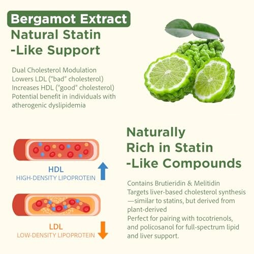 Bergamot extract benefits for cholesterol support with HDL and LDL information.