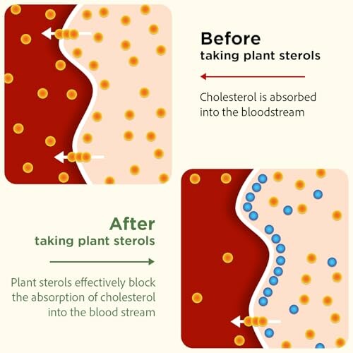 Illustration showing cholesterol absorption before and after taking plant sterols.
